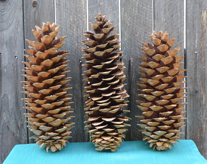 Giants Sugar Pine Cones, Large Pine Cones, Pine Cone Crafts, Pine Cone