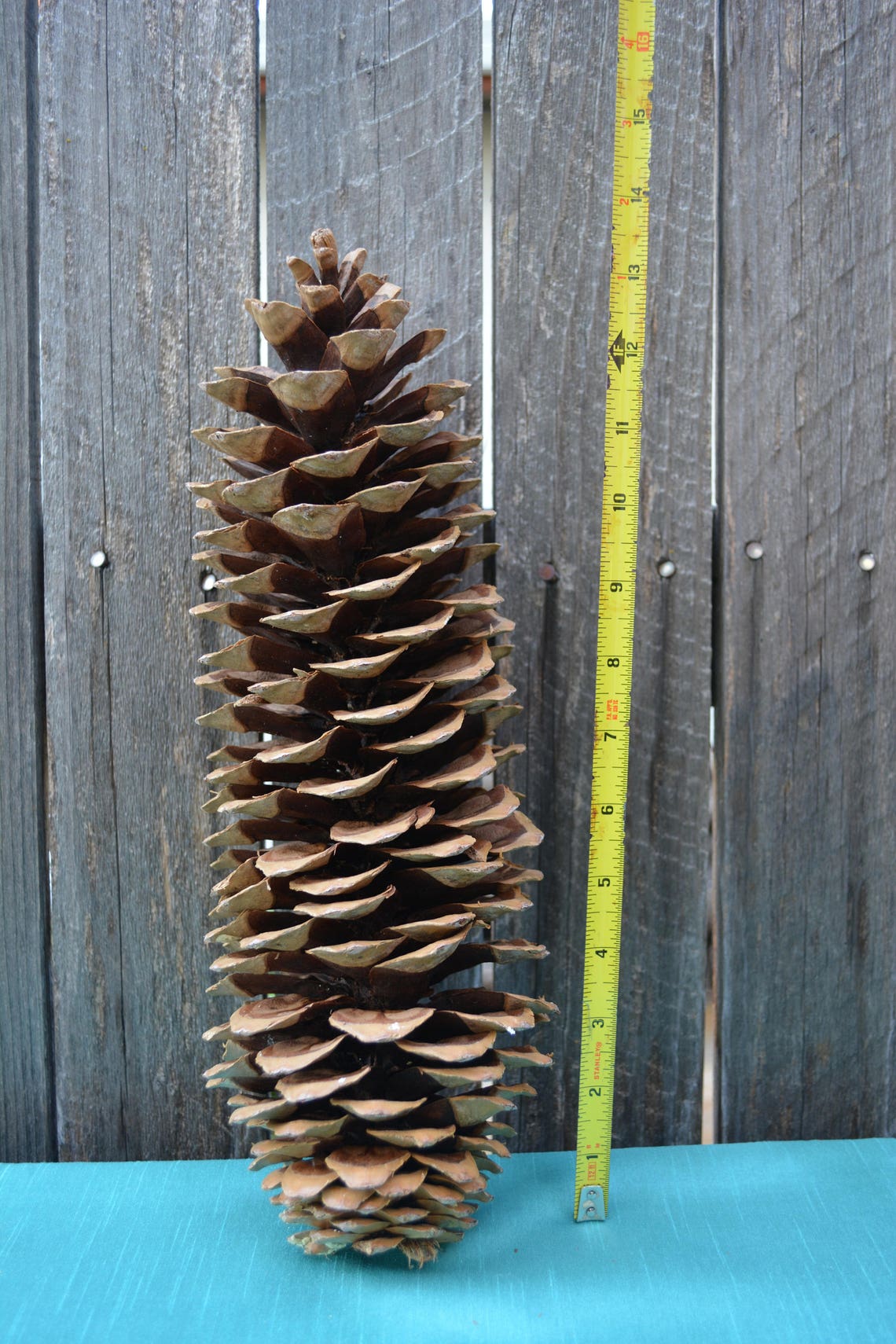Giants Sugar Pine Cones Large Pine Cones Pine Cone Crafts Etsy UK