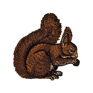 Könnte beinhalten: Gestickter brauner Eichhörnchen mit buschigem Schwanz, auf weißem Hintergrund sitzend.