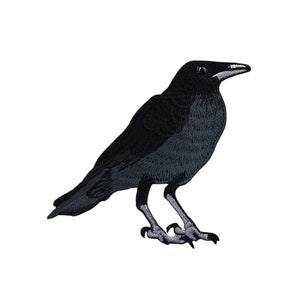 Peut inclure: Un corbeau noir avec un corps gris foncé et un long bec pointu. Le corbeau est debout sur un fond blanc.