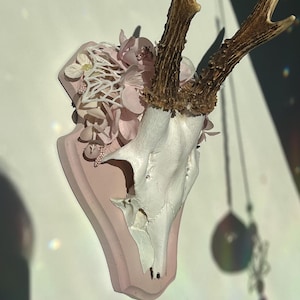 flower antler wall decoration hunting antler hunting trophy roebuck pink antler