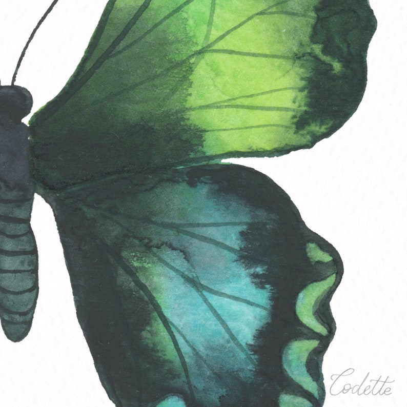 Puede incluir: Pintura de acuarela de una mariposa verde y azul con venas de alas detalladas. La mariposa est&aacute; pintada en un estilo realista y tiene una calidad suave y et&eacute;rea.