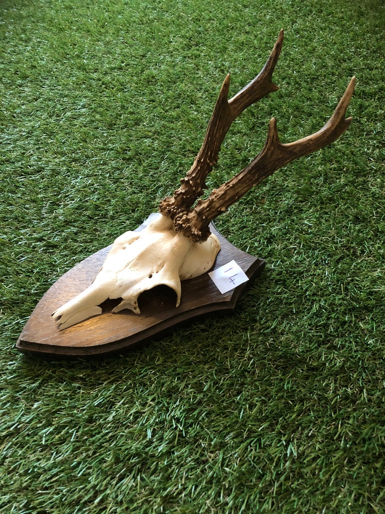 Reindeer Antlers For Sale >> Sale Vintage Deer Roebuck Antlers And Skull Mounted On Wooden Shield Plaque Roe Deer No 14 Reindeer Antlers For Sale >> Sale Vintage Deer Roebuck Antlers And Skull Mounted On Wooden Shield Plaque Roe Deer No 14