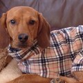 Warm Dog Fleece Jumper Clothes Coat Vest various sizes XXS XS S M L XL Dachshund, Tartan product logo