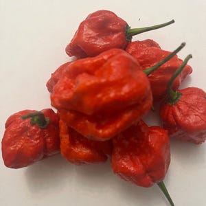Organic Scorpion Peppers – Fresh & Hot | Rare Super-Hot Peppers for Spicy Dishes | Homegrown
