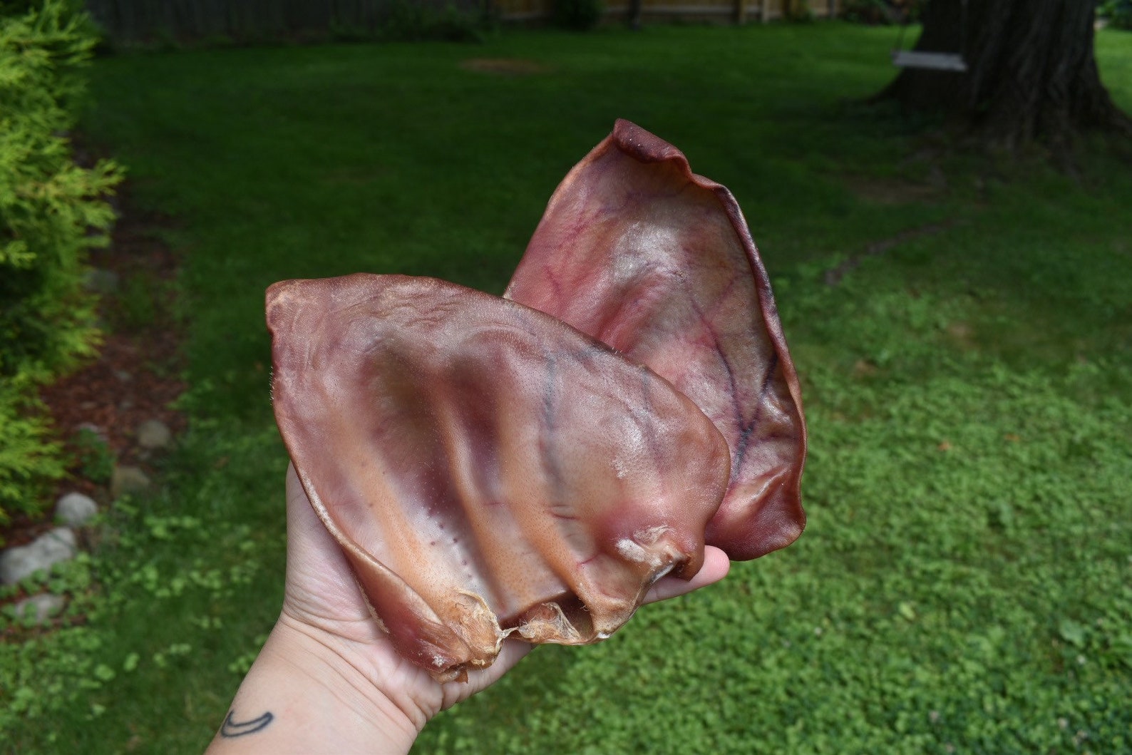 Dehydrated Pig Ears for Dogs Etsy