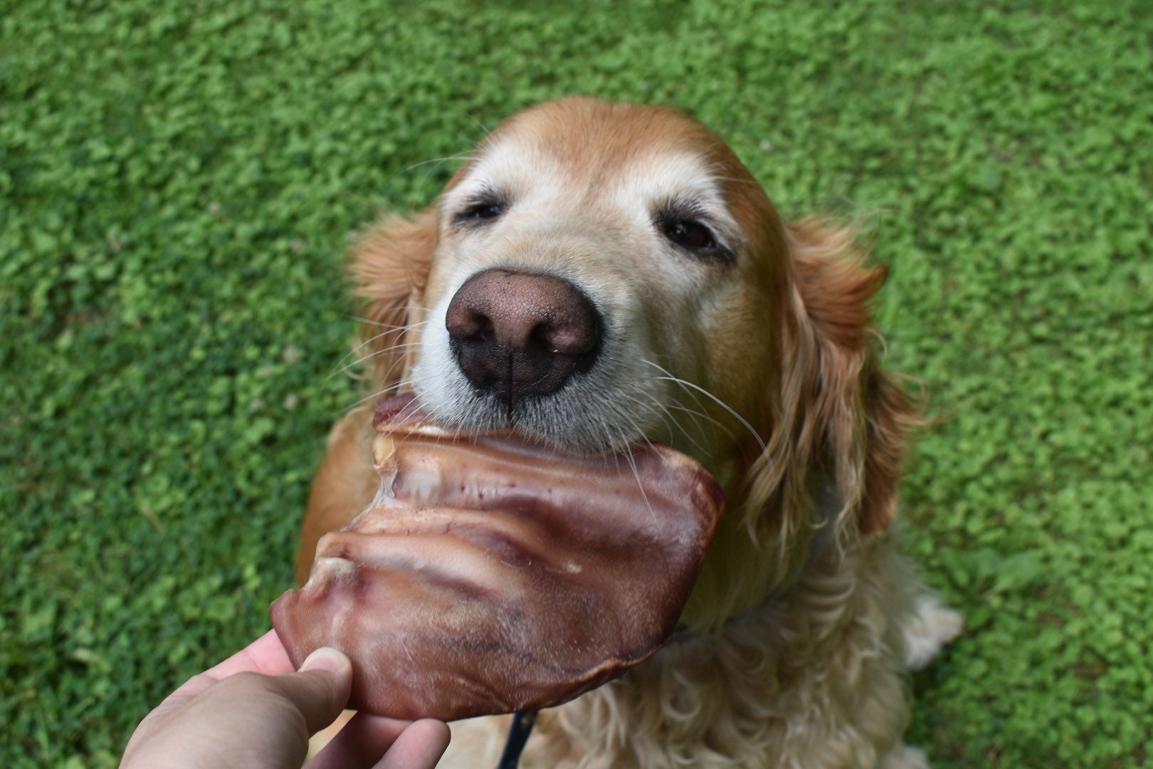 Dehydrated pig ears for dogs hot sale