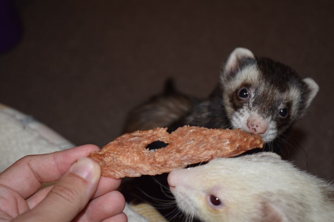Dehydrated Turkey Treats for Dogs, Cats, & Ferrets Etsy