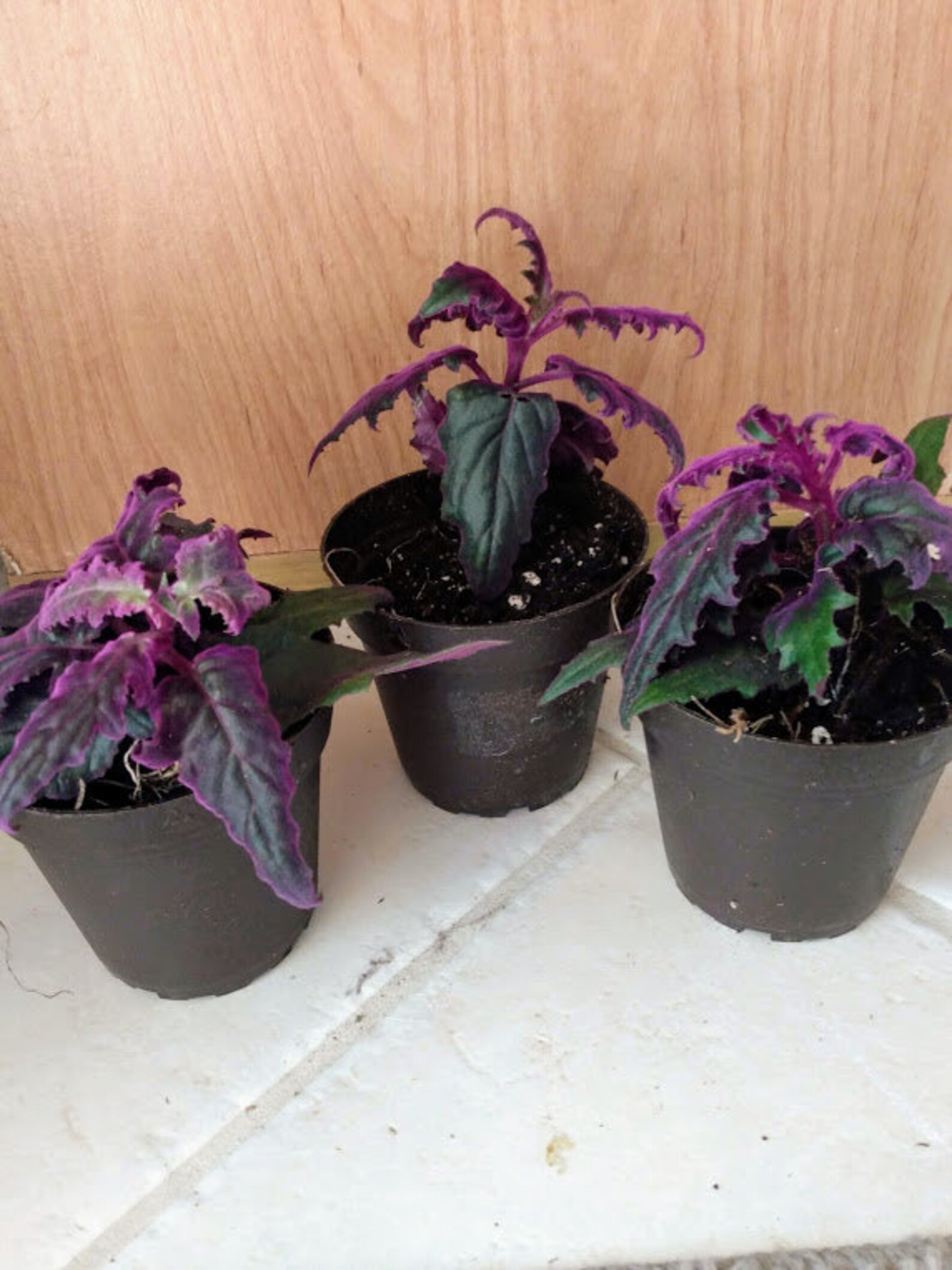 Purple Passion plant purple velvet plant house plant live Etsy