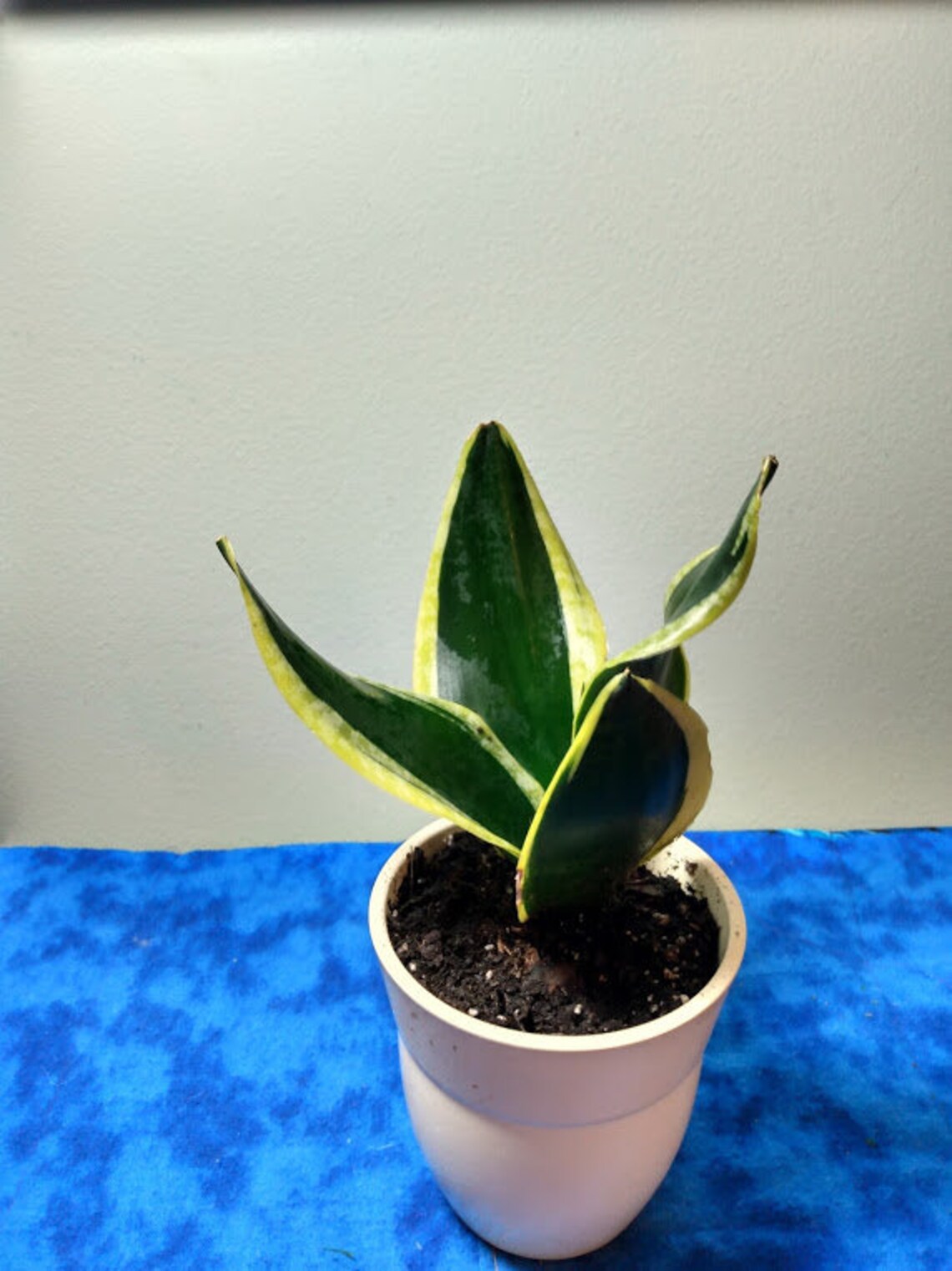 Sansevieria trifasciata short snake plant gold rimmed