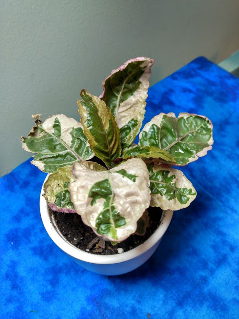 Belgian waffle plants live waffle plants live plant waffle Etsy