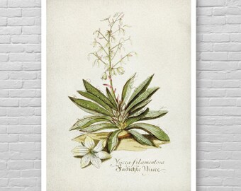Yucca plant art | Etsy