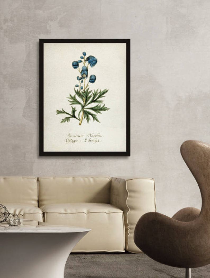 Aconitum Illustration Art Print Aconitum plant Blue Water