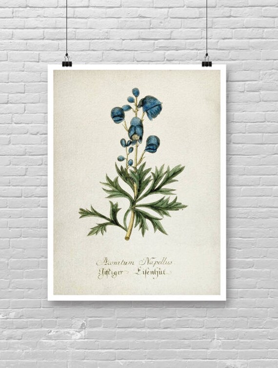Aconitum Illustration Art Print Aconitum plant Blue Water | Etsy