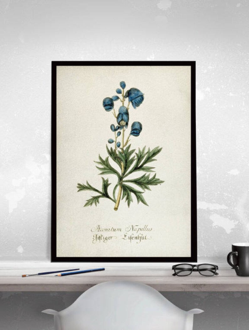 Aconitum Illustration Art Print Aconitum plant Blue Water