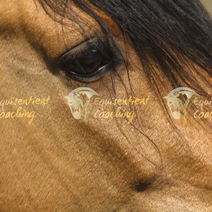 Fine Art Print Stunning Wild American Horse Giclée Wall Art Print