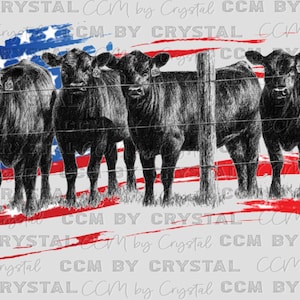 May include: Four black cows stand behind a fence, with a red, white, and blue American flag background. The flag is a distressed design with white stars on a blue field and red and white stripes.