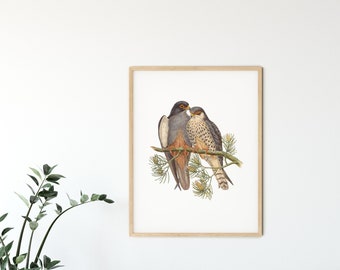 White Kestrel Print, Antique Bird Poster, Vintage Bird Print, John Gould Birds of Asia, Erythropus Amurensis, House Wall Decor, Office Art
