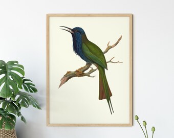 Bee eater Print, Antique Bird Poster, John Gould Birds, Vintage Bird Print, Meropogon Forsteni, House Wall Decor, Office Art, Cabin decor