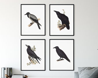 Set of 4 Prints Ravens of Europe, Antique Prints Bird Set, Bundle of 4 Birds Posters, John Gould Birds, Bird Lovers Wall Decor, Crow, Rook