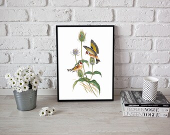 Goldfinch Print, Antique Bird Poster, John Gould Birds, Vintage Bird Print, Carduelis Elegans, House Wall Decor, Office Art, Cabin Decor