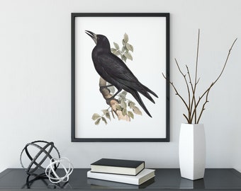 Rook Print, Antique Bird Poster, John Gould Birds, Vintage Bird Print, Corvus Frugilegus, House Wall Decor, Office Art, Cabin Decor