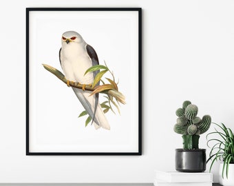 Antique Bird Poster, Black Winged Kite Print, Vintage Bird Print, John Gould Birds of Asia, Celebean Elanus, House Wall Decor, Office Art