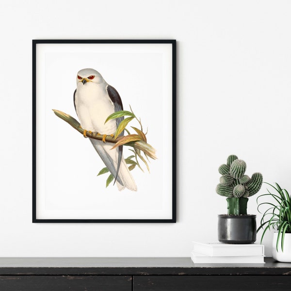 Antique Bird Poster, Black Winged Kite Print, Vintage Bird Print, John Gould Birds of Asia, Celebean Elanus, House Wall Decor, Office Art