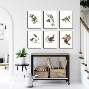 Kingfishers of Australia Set of 6 Prints, Antique Prints Bird Set, Bundle of 6 Bird Posters, John Gould Birds, Farmhouse Wall Decor,Home Art