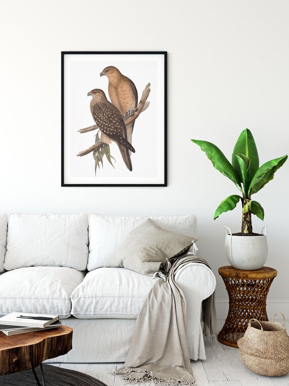 Whistling Eagle Print Antique Bird Poster John Gould Birds | Etsy