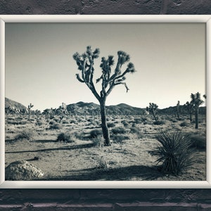 Joshua Tree, National Park, Black and White, Yucca Tree, Yucca Plant, Desert Art, Southwest Art, Southwest Decor, Desert Theme
