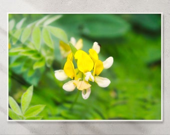 Yellow and White Narrow leaved lotus flower photo, Floral digital art print, Horizontal Digital Print, Instant Download