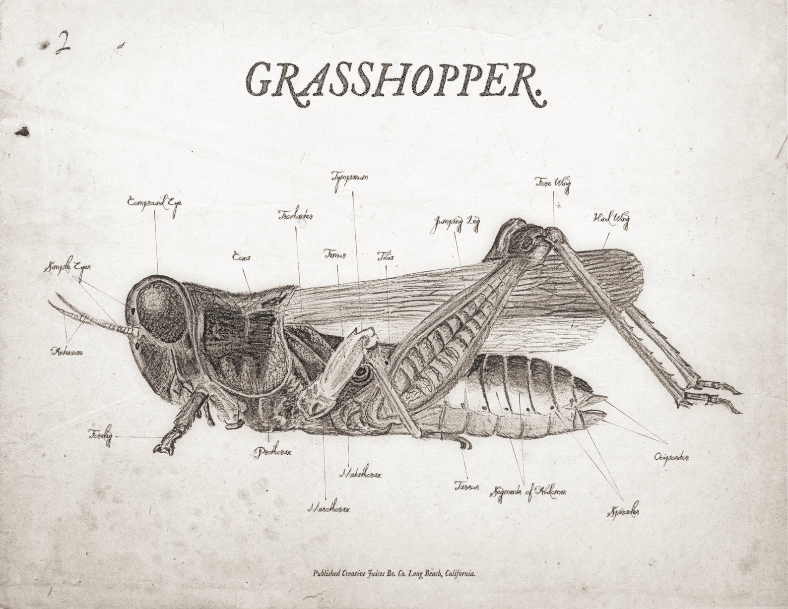 Scientific Illustration Wall Art Etsy