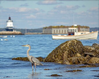 Great Blue Heron at Willard Beach - Maine Photography Print - Portland Lighthouse Photo - Portland Maine Art Print