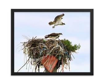 Osprey Nest Photo Print – Maine Coastal Wildlife Art