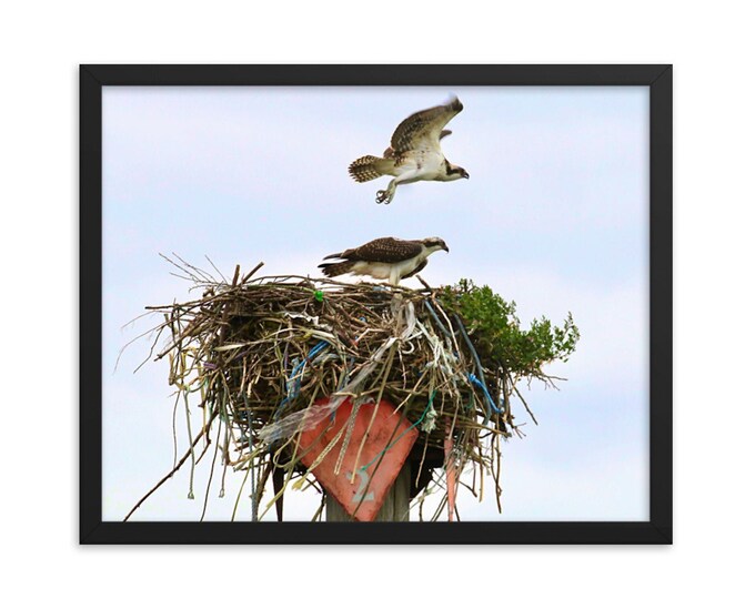 Osprey Nest Photo Print – Maine Coastal Wildlife Art