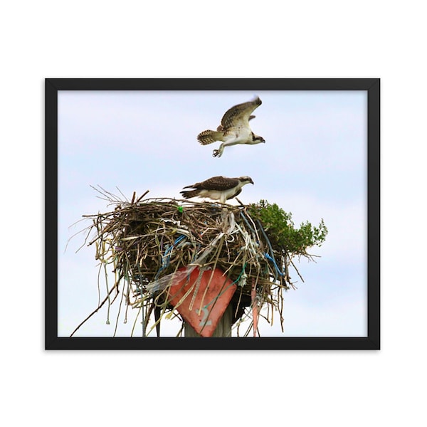 Osprey Nest in Casco Bay - Maine Wildlife Photo Print - Sea Hawk Photograph - Seahawk Wall Art - Coastal Maine Birds