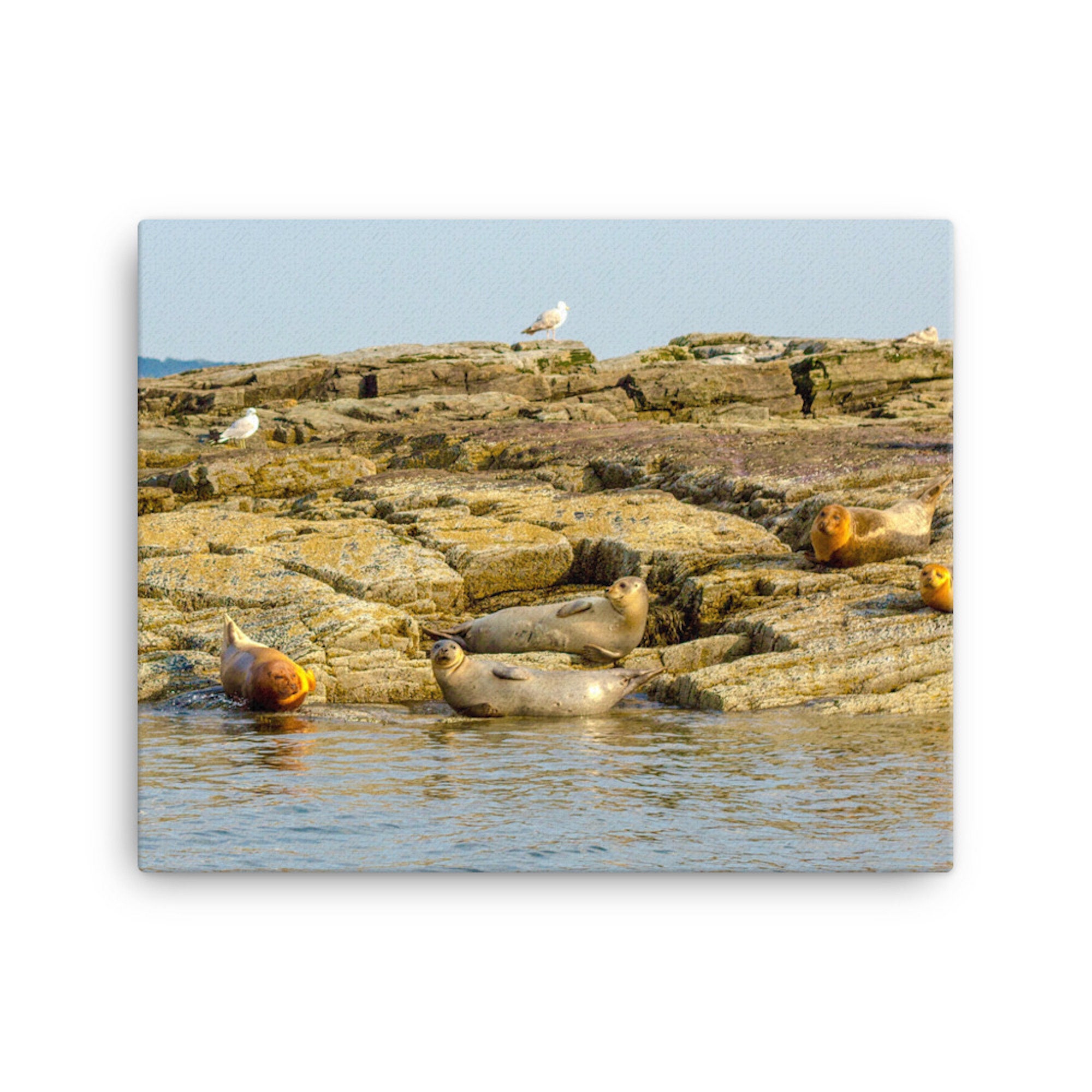 Harbor Seals Maine Wildlife Portland Harbor Photo and Canvas Etsy