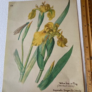 Edith Holden Vintage March Pages Country Diary of an Edwardian Lady Nature Ephemera Scrapbooking Junk Journalling Birds Eggs Flowers Edith Holden Vintage March Pages Country Diary of an Edwardian Lady Nature Ephemera Scrapbooking Junk Journalling Birds Eggs Flowers