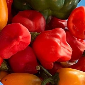 Sweet Bonnet Pepper Seeds - 25 count