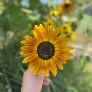 Mixed Sunflower Seeds - 50 count