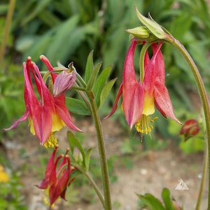 Heirloom Columbine (red/pink & yellow) - 50 count