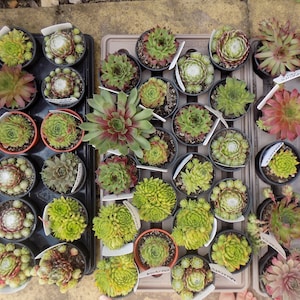 May include: Overhead view of multiple trays filled with potted succulents. The succulents vary in color from green to red and are arranged in black and brown pots. Some pots have small white labels.