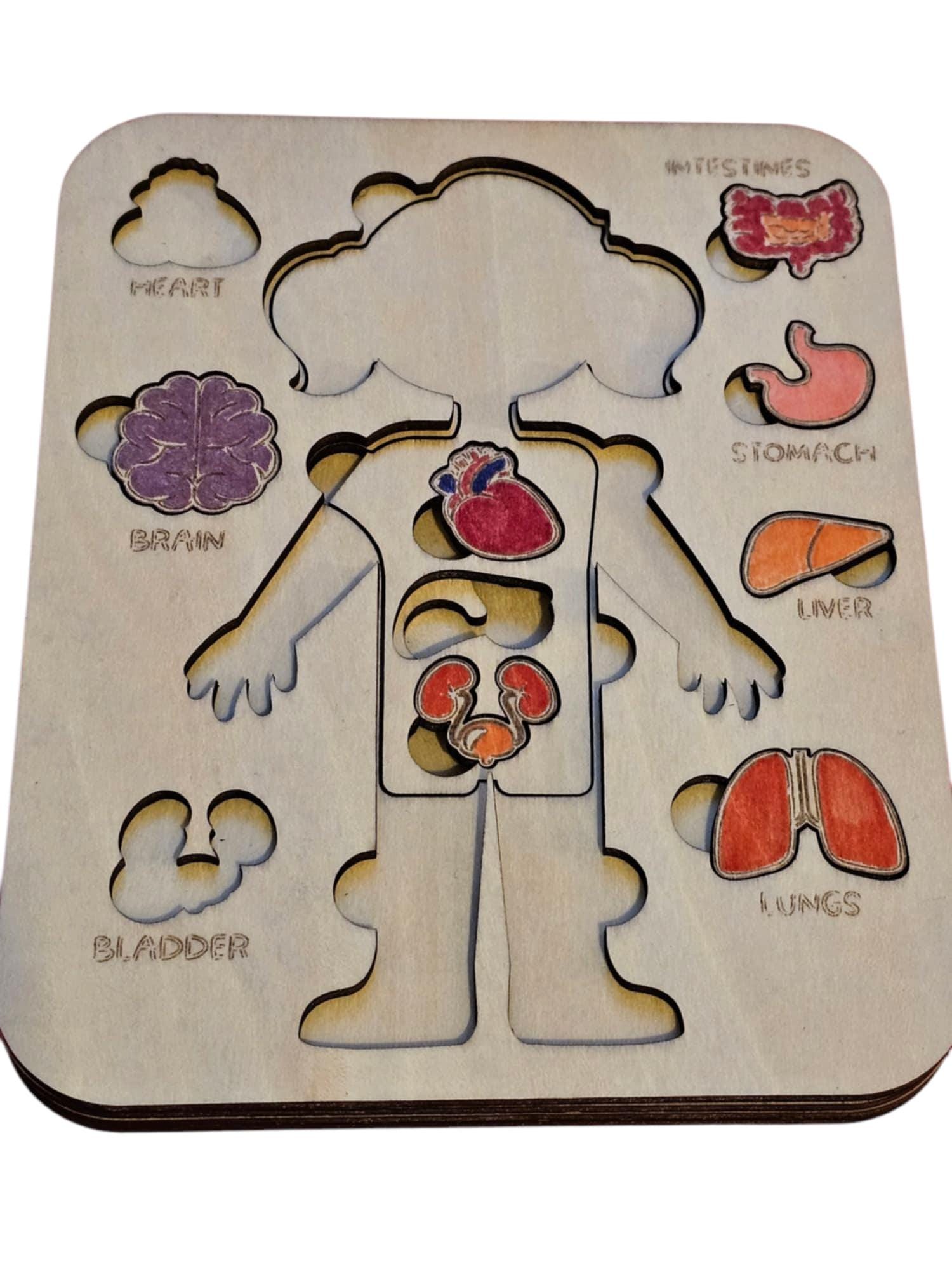 Wooden Anatomy Puzzle – Educational Human Body Toy for Kids - Etsy