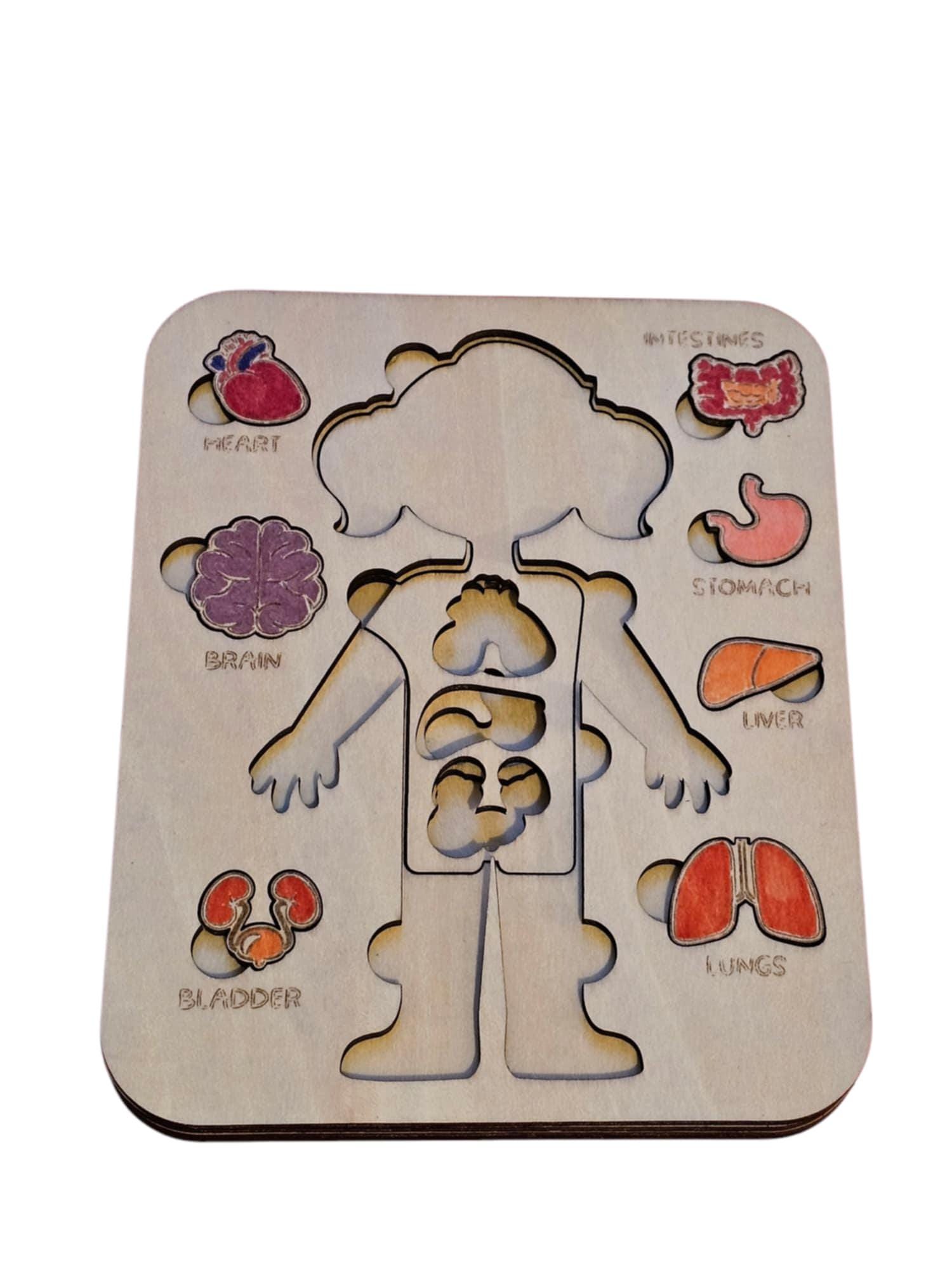 Wooden Anatomy Puzzle – Educational Human Body Toy for Kids - Etsy
