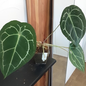 Anthurium Forgettii, rarity