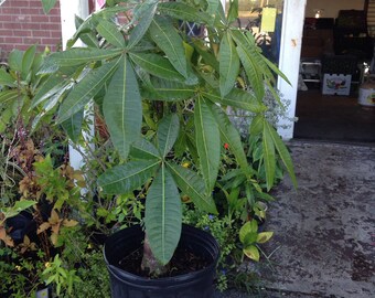 Money Tree Etsy - money tree pachira aquatica 1 live tree well rooted 7 gallon pot 5 6 ft tall bonsai