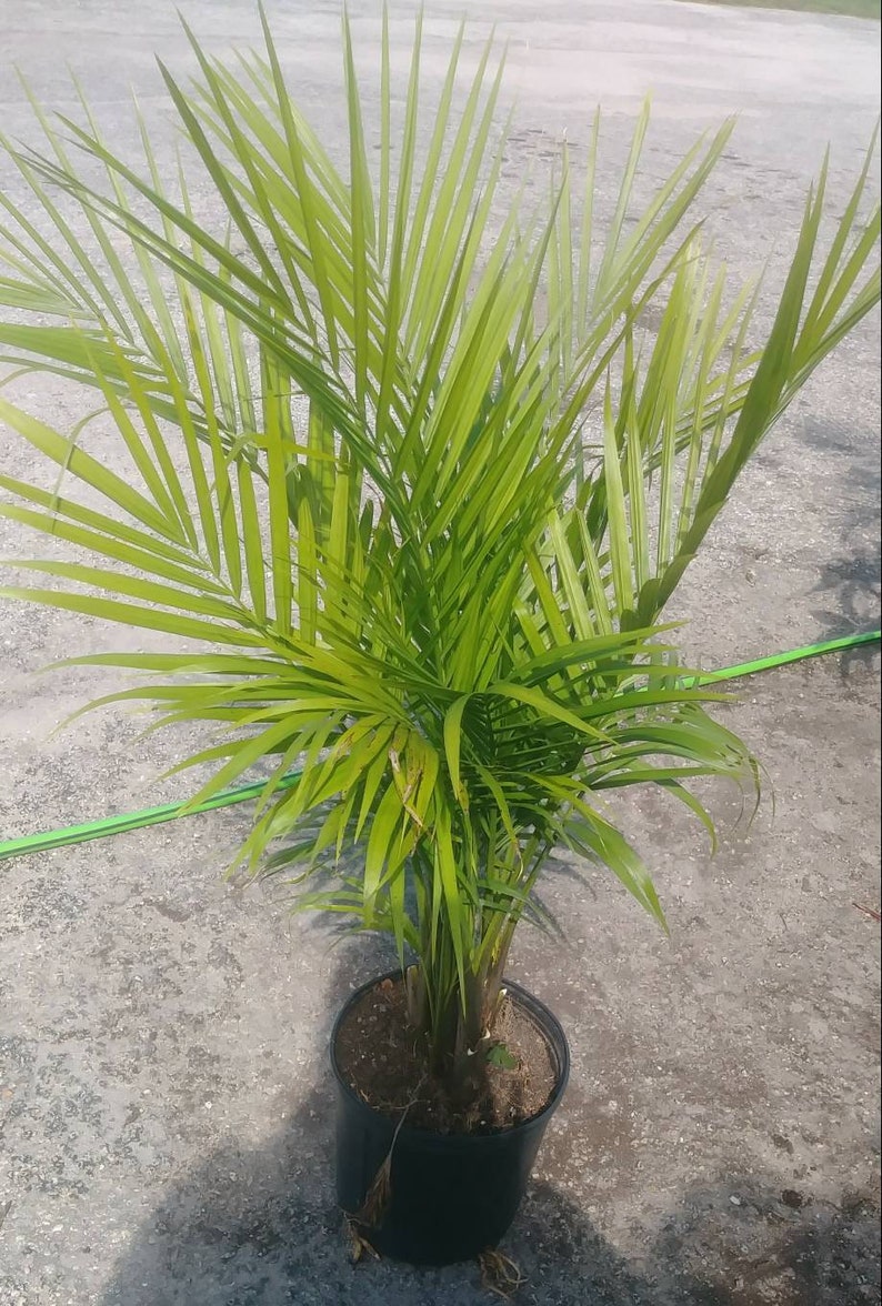 Majesty Palm House Office Outdoor Plant 1 Live Tree Well