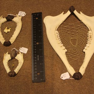 Three Dream Catchers:  Deer Jaw, Raccoon Jaw, Coyote Jaw Natural Arts Wall Hanging