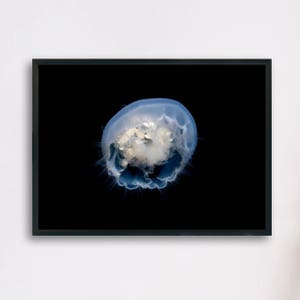 Moon Jellyfish, Underwater Photography Printable Poster, Minimalist Fine Art, Digital Download